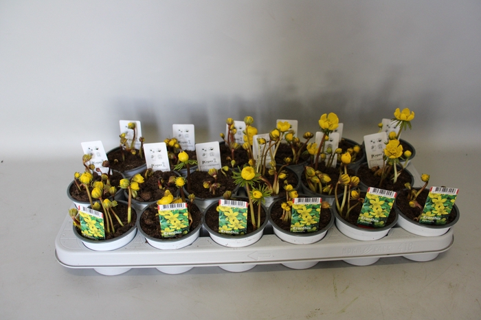 <h4>Bol op pot Eranthus</h4>