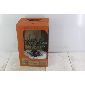 BONSAI JOVEM VASO PLASTICO 1.1L CX