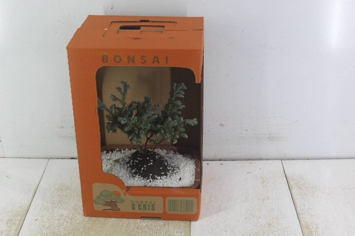 <h4>BONSAI JOVEM VASO PLASTICO 1.1L CX</h4>