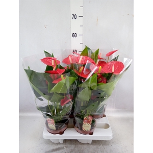 Anthurium andr. 'Felicita'