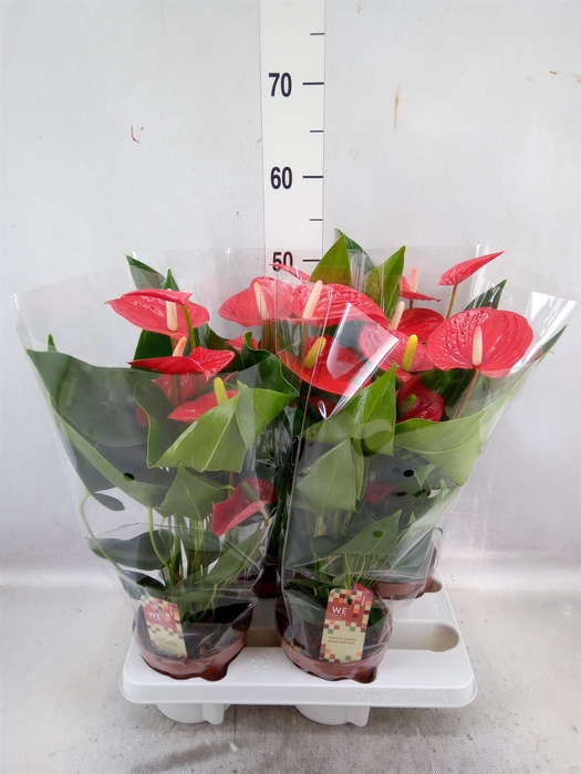 <h4>Anthurium andr. 'Felicita'</h4>