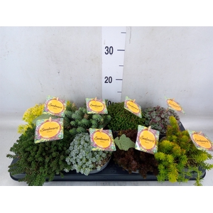 Sedum   ...mix