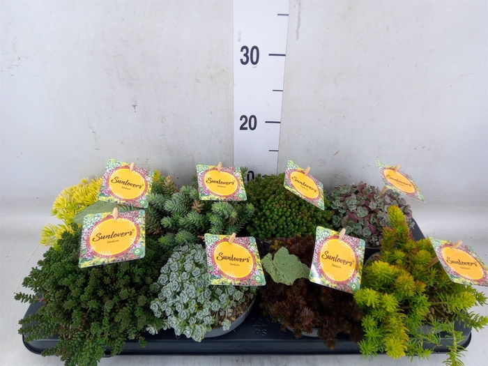 <h4>Sedum   ...mix</h4>
