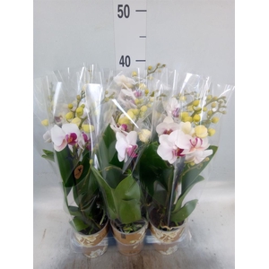 Phalaenopsis multi. 'FC Safe Haven'