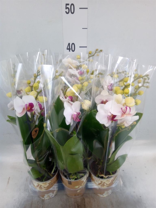 <h4>Phalaenopsis multi. 'FC Safe Haven'</h4>