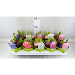 Hyacinthus orie. 'Pearl'  ...mix  5