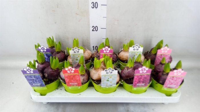 <h4>Hyacinthus orie. 'Pearl'  ...mix  5</h4>