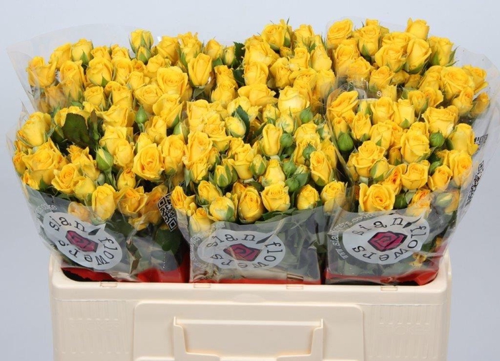 <h4>R TR MARISA</h4>