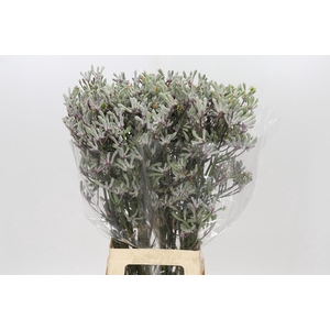 Anigozanthos Lilac Queen