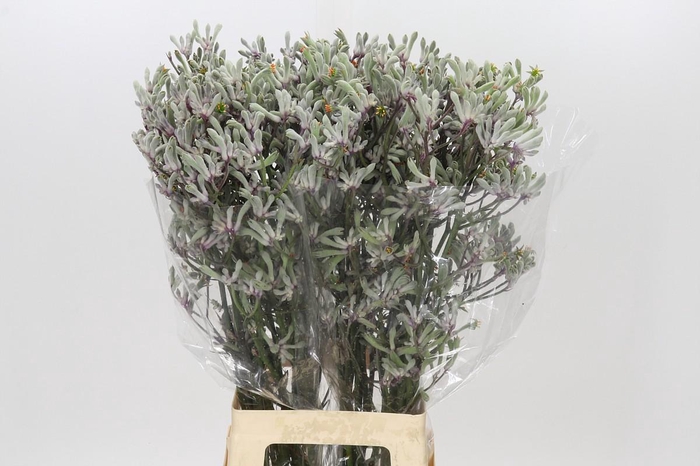 <h4>Anigozanthos Lilac Queen</h4>