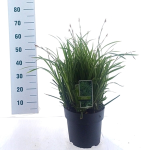 Carex morrowii Ice Dance