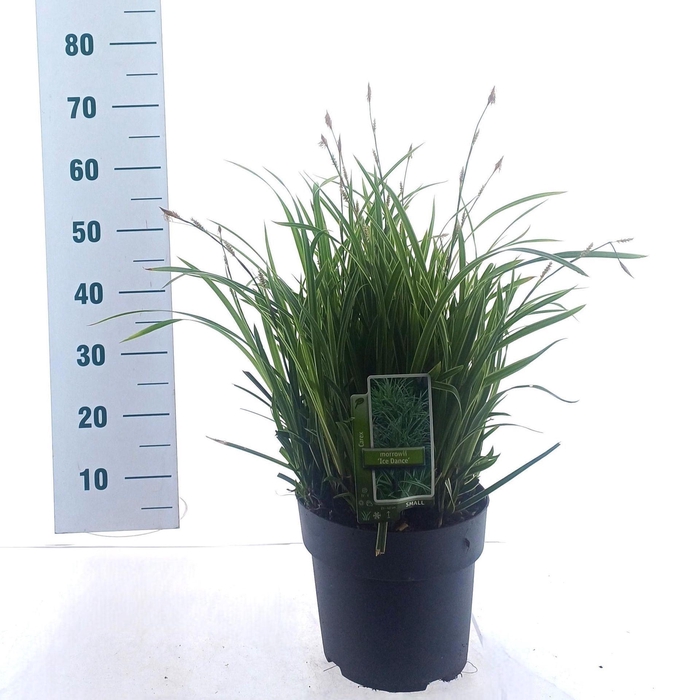 <h4>Carex morrowii Ice Dance</h4>
