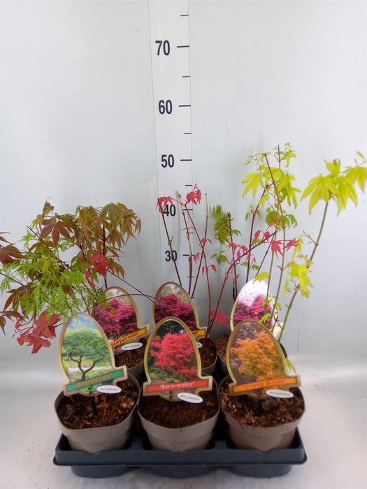 <h4>Acer palmatum</h4>