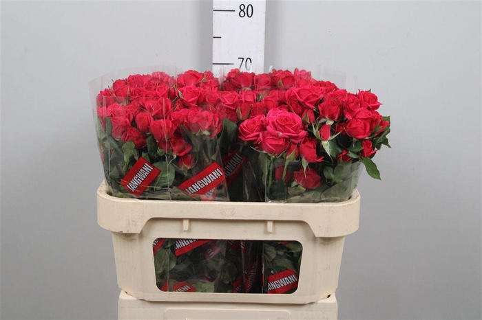 <h4>R Tr Quincy</h4>