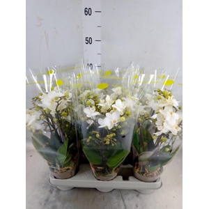 Phalaenopsis multi.   ...white