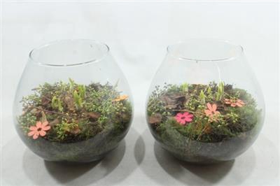 <h4>4496 Xl Bolglas Tete</h4>