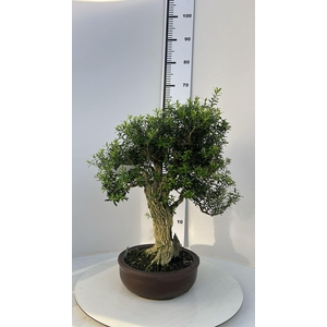 buxus harlandii, pot 26cm, with drip tray (single item)