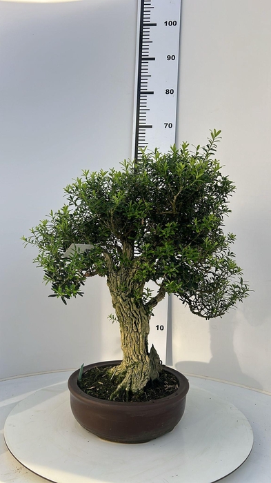 <h4>buxus harlandii, pot 26cm, with drip tray (single item)</h4>