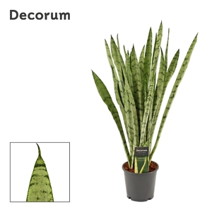 Sansevieria Silver princess 14 cm (Decorum)