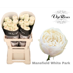 R GR MANSFIELD WHITE PARK