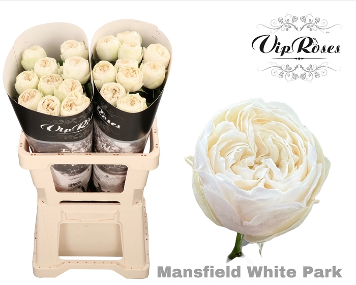 R GR MANSFIELD WHITE PARK