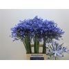 Agapanthus Intermedia