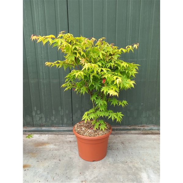 <h4>Acer palmatum Osakazuki</h4>