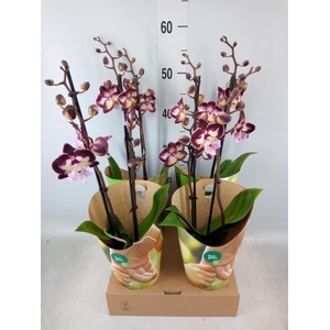 Phalaenopsis  'GbZ Tinkerbells'