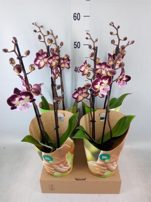 <h4>Phalaenopsis 'GbZ Tinkerbells'</h4>