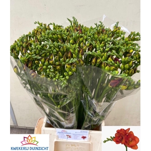 Freesia du Red Beauty