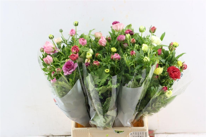 <h4>Ranunculus Butterfly Mixed</h4>