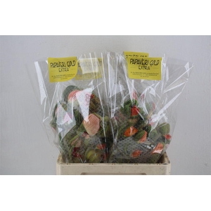 Papaver Mixed Extra P Stem