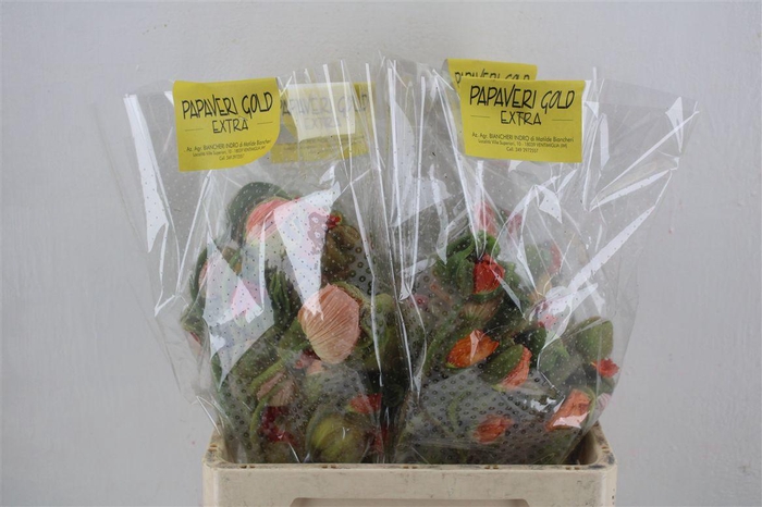 <h4>Papaver Mixed Extra P Stem</h4>