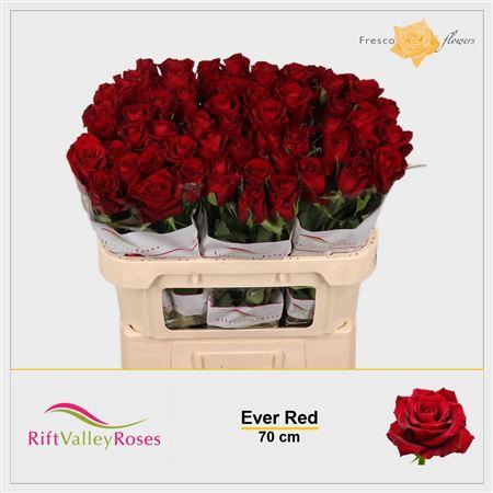 <h4>R Gr Ever Red Promo!!</h4>