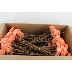 Stick Shola Dahlia Ø8 Salmon