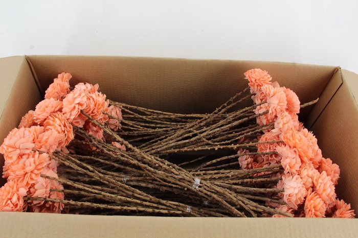 <h4>Stick Shola Dahlia Ø8 Salmon</h4>