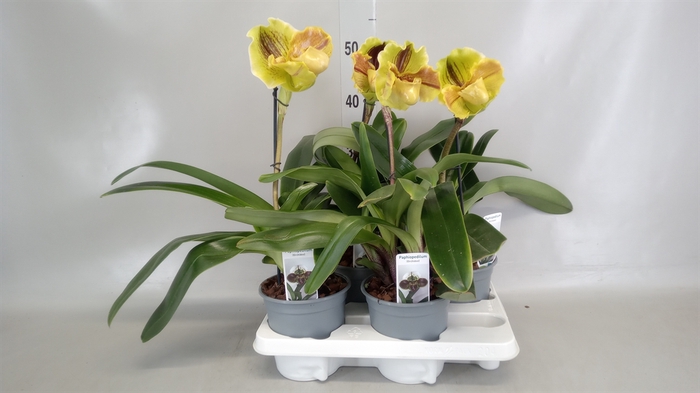 <h4>Paphiopedilum american hybride mix</h4>