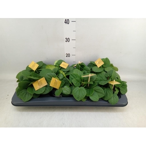 Peperomia albov. 'Rana Verde'