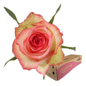 R Gr Jumilia -in box