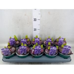 Hyacinthus orie. 'Pearl Blue'