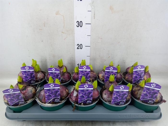 <h4>Hyacinthus orie. 'Pearl Blue'</h4>