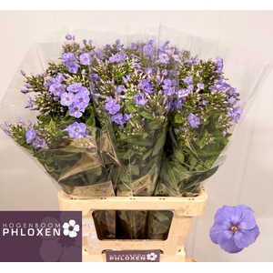 PHLOX BUTTERFLY PHLOX P BUTTERFLY