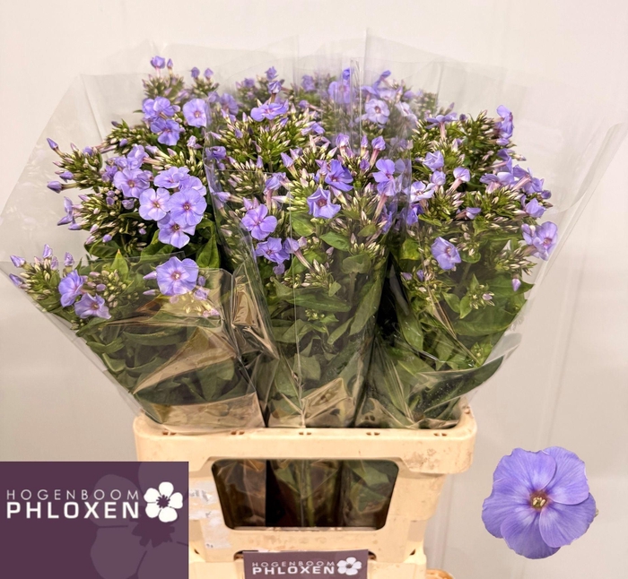 <h4>PHLOX BUTTERFLY PHLOX P BUTTERFLY</h4>