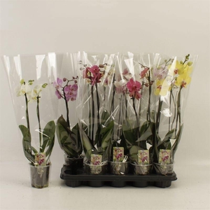 PHAL GEM