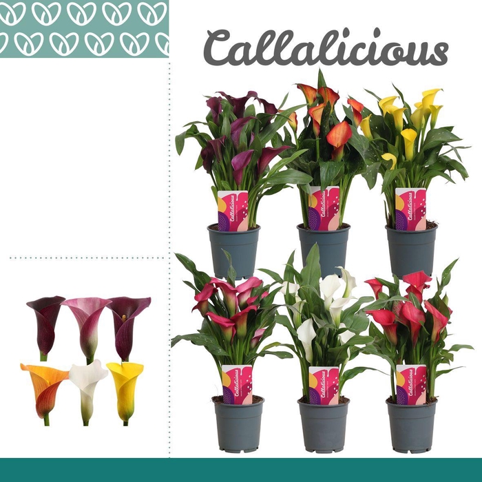 <h4>Zantedeschia (Calla) Mix</h4>