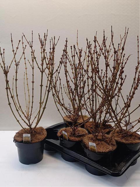 <h4>FORSYTH IN WEEKEND</h4>