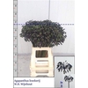 Agapanthus Intermedia