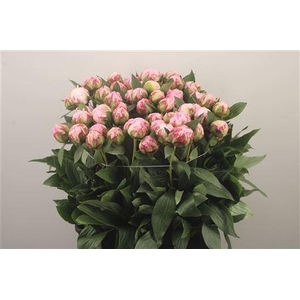 Paeo L Sarah Bernhard Pink Ex