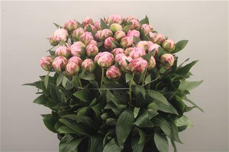 <h4>Paeo L Sarah Bernhard Pink Ex</h4>
