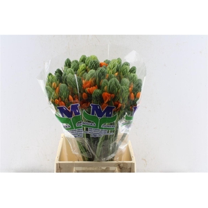 Ornithogalum Sunshine Orange